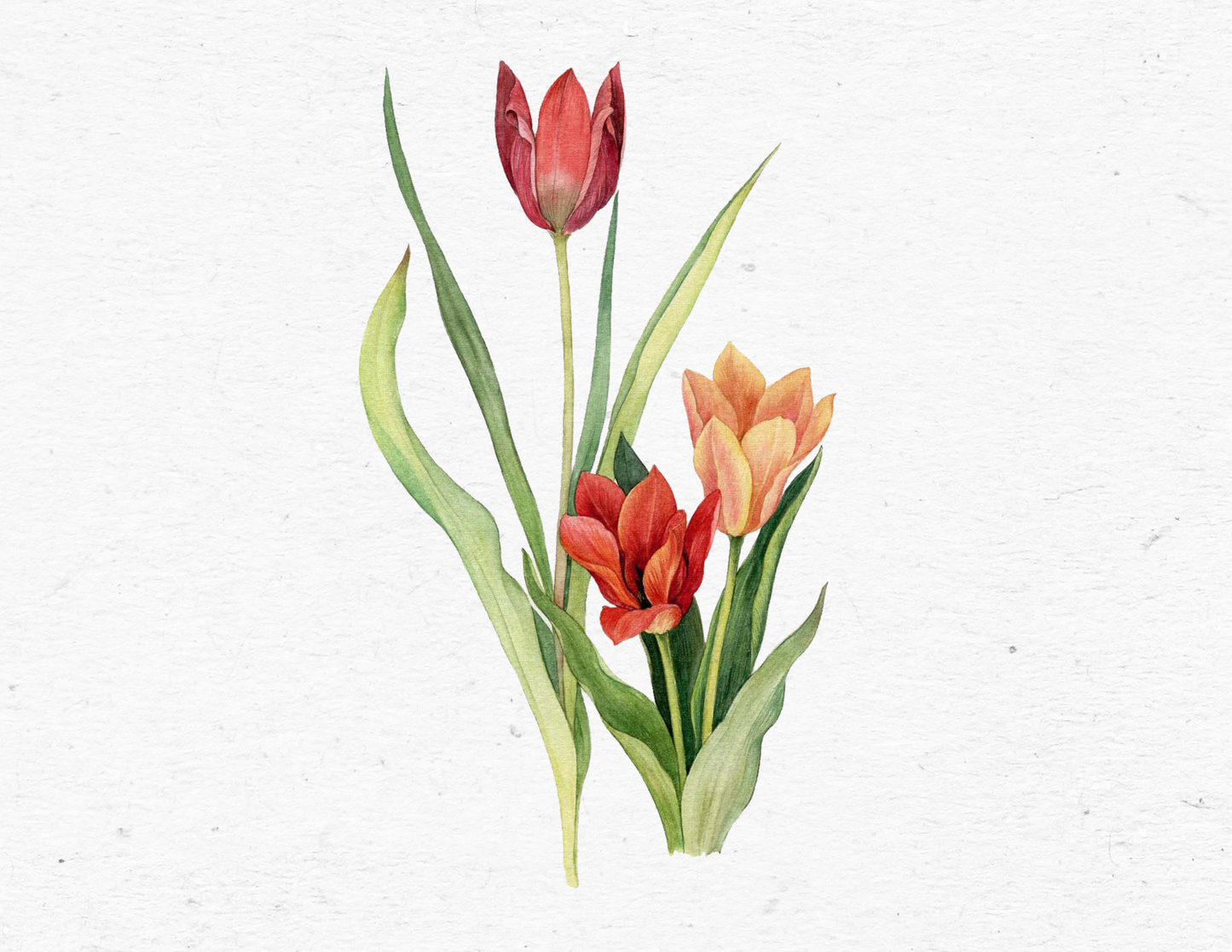 Antique Tulip Bouquet Botanical Note Cards