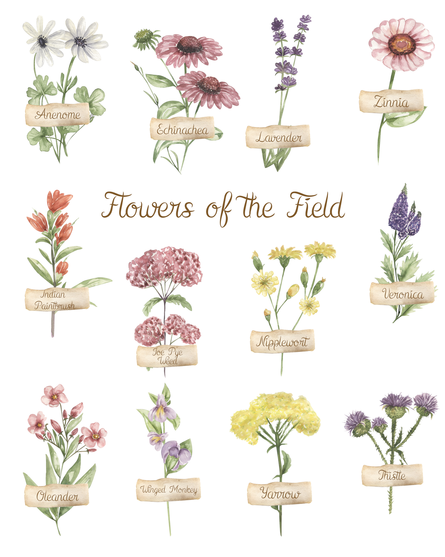 Wildflowers of the Field Botanical Wall Print