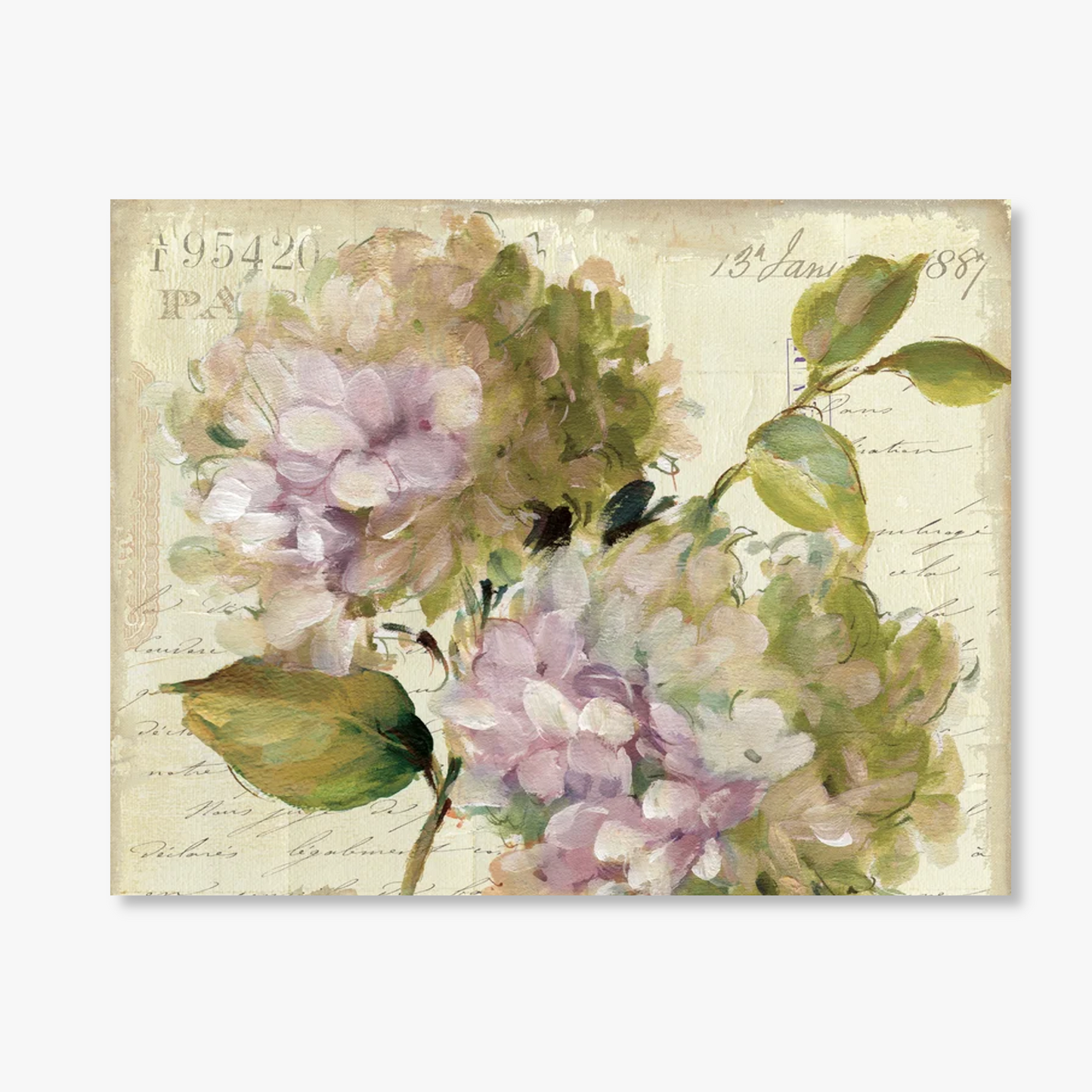French Postcard Hydrangea Note Cards