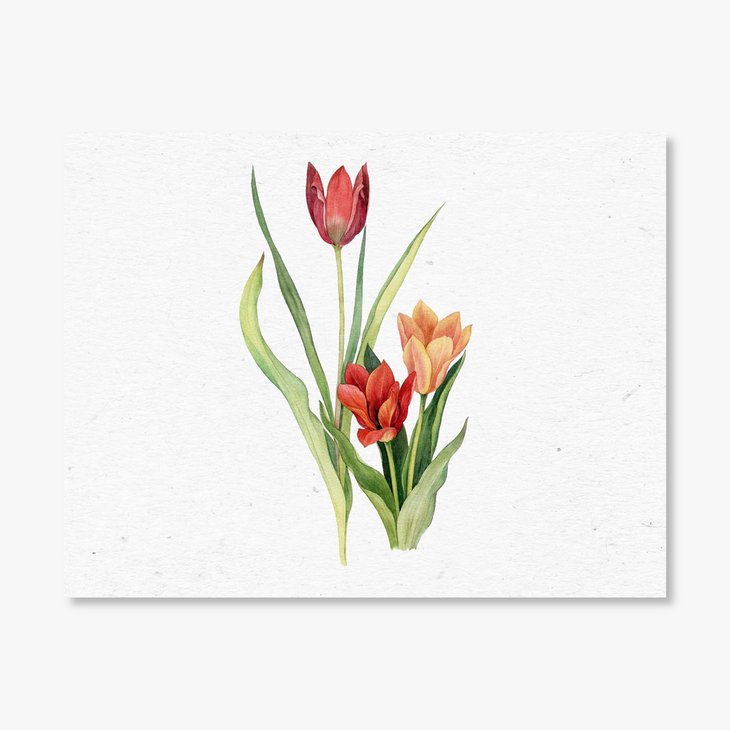 Antique Tulip Bouquet Botanical Note Cards