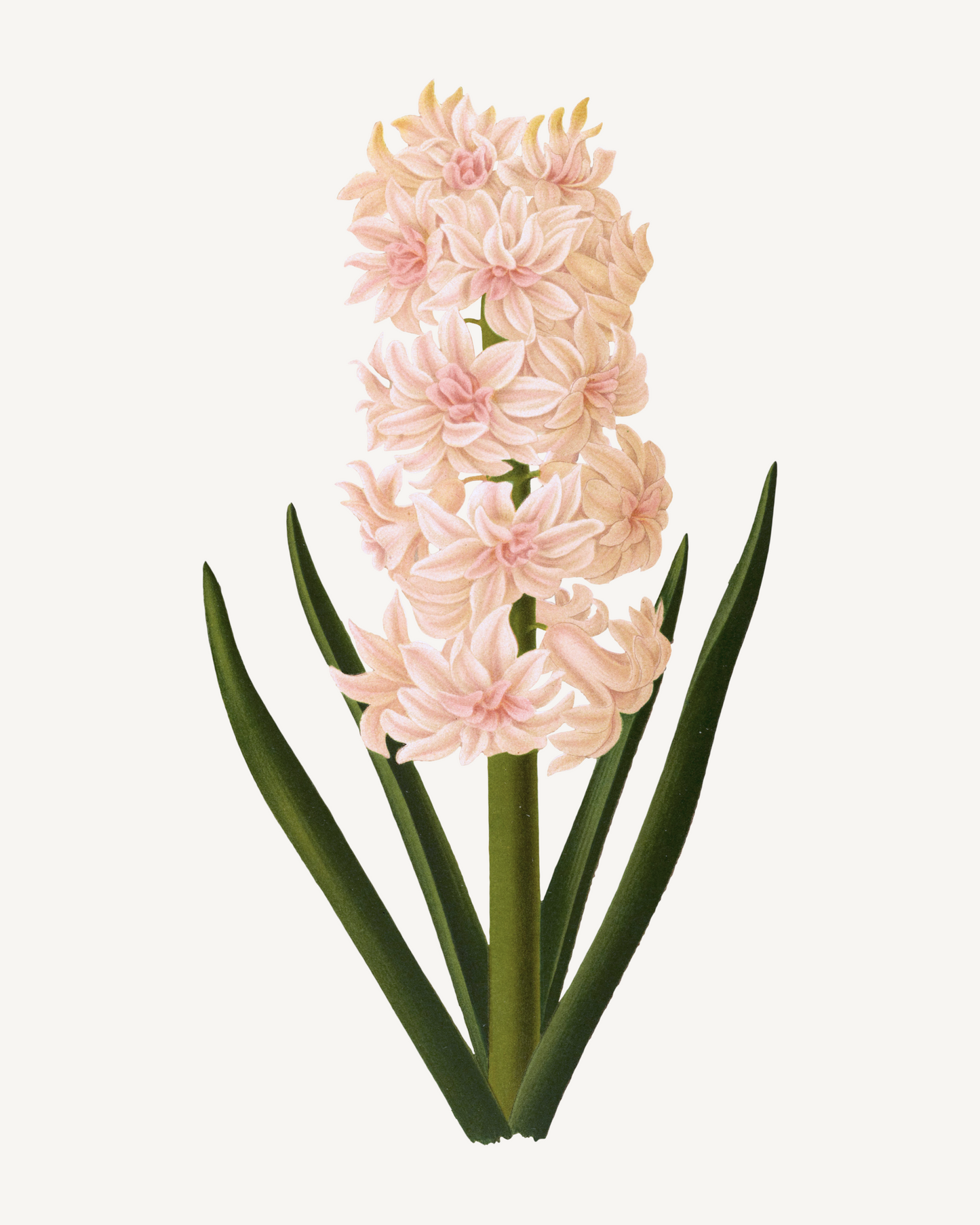 Botanical Pink Hyacinth Watercolor Print